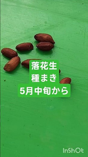 落花生の種まきは、暖かくなり地温が20度以上になる5月中旬〜6月上旬が最適です。畑へ直接まく場合はこの時期で、4月下旬からポットで苗を育てることも可能です。寒 #農業