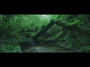 【屋久島 Yakushima】BREATHTAKING KAGOSHIMA〜心奪われる鹿児島〜
