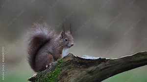 Red squirrel sits on dead branch in heavy rain eats a nut and jumps away, european red squirrel, winter, north rhine westphalia, (sciurus vulgaris), germany