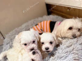 Maltese puppies