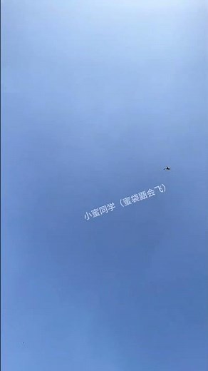 The Most Adorable and Affectionate Sugar Glider That Loves to Glide and Cuddle