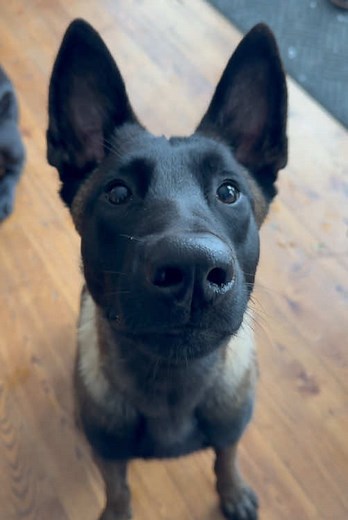 Por qué el pastor belga malinois es un reto