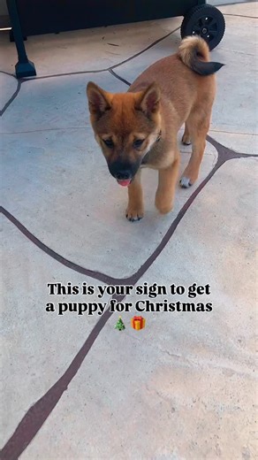 This is your sign to get a puppy for Christmas 🎄 | Kayla Timberlake