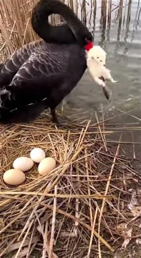 Black Swan Automatic Washing Machine Mode Cleaning An Uninvited Guest In The Pond