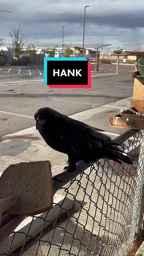 Hank was feeling greedy today #fyp #foryou #DoritosTriangleTryout #h2p36 #hanktheraven #raven #crow #bakersfield