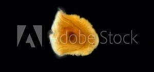 Entoprocta larva under a microscope, a type of Protostomia animals, used to be considered as members of Trochozoa, are actually closely related to bryozoans, perhaps this is a new species, there is ve