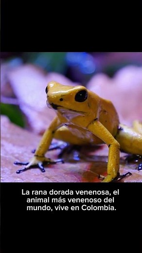 🐸 “¡Pequeña pero mortal: conoce la rana dorada venenosa!💛