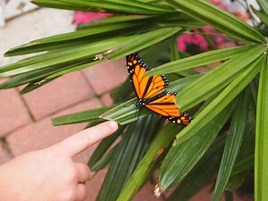 It’s Time for the Butterfly Project!
