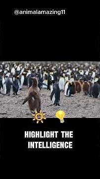 Discovering the Amazing Behaviors of Penguins #animalbehavior #animalamazing11