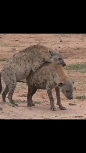 #animal #animals #anime #Animal #wildlife #heyna mating #foryou