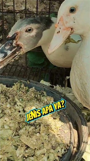 🦆 Penghuni Baru Kandang! Entog Jenis Apa Ya? 🤔