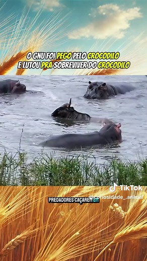O Gnu Foi: documentário sobre a savana e sobrevivência