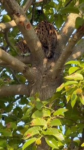 🌳 Strange Encounter in the Terai of Nepal! Our conservation partner, Rama Mishra, founder of Terai Fishing Cat Project, Nepal, witnessed a strange scene during fieldwork – a fishing cat climbed to the top of a tree out of fear from guard dogs at fish farms! 🐾 The dogs were waiting underneath, watching closely as if ready to attack if the cat came down. This rare sighting highlights a serious reality: guard dogs are a major threat to fishing cats, and managing guard dogs is crucial for their co