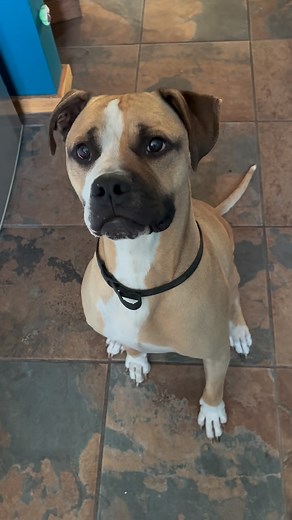 12 reactions | Big dog business.  // #pisscapades #dogsofcapetown #bigdog #peekaboo #peekapoo | Michelle Baker Mohr | Facebook