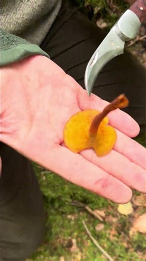 The Rustgill Mystery No One Talks About…🤫🍄