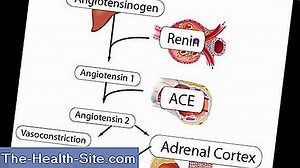 Sistem Renin-Angiotensin-Aldosteron (Raas): Makna 💊 Ilmiah-Praktis Medical Journal - 2025