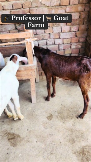 Goat Farming: Essential Tips for Health and Weight Gain