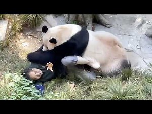 Panda Attacks Zookeeper 😱
