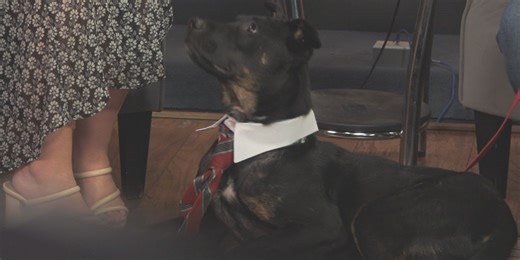 Meet Auto! WTAP’s Pet of the Week!