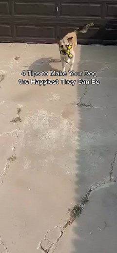 How to Make Your Dog Happy: Tips and Tricks