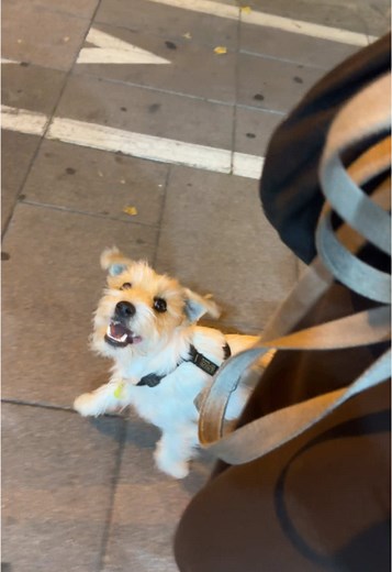 Risas y Paseos con mi Jack Russell Terrier