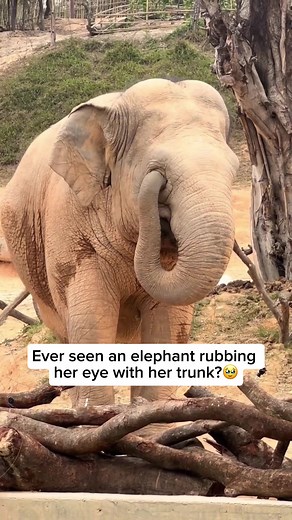 Elephant Gently Rubbing Her Eyes with Trunk