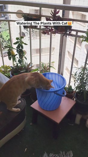 Watering the plants with simba😻🐈❤️ | CheetoSimba