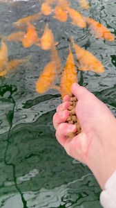 66K views · 736 reactions | Feeding Jumbo Golden Monkey Koi Fish  #fish #japan #koi #koifish | Yvo - The Koi Partner | Facebook