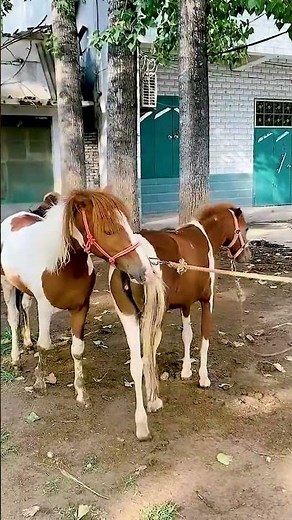 Beyond Food and Training The Heart of Horses