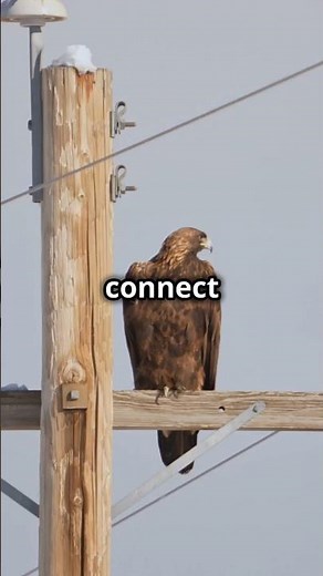 The Science of Why Birds Don't Get Shocked on Power Lines