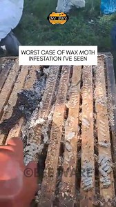 Worst Case of Wax Moth after a colony absconded from my apiary. Live video from our beekeeping training in Midrand. #beekeepingcourse #beecourse #beewarecenturion #beekeeperslife #midrand | Bee WARE
