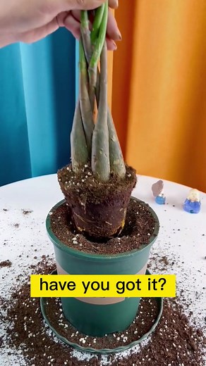 Quick Plant Repotting Tips | How To Repot Plants Easily