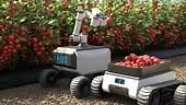 Robot is picking tomatoes in a tomato garden, Agricultural robots...