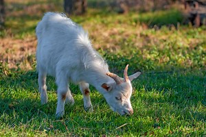 Can Goats Eat Sunflower Plants and Seeds? Here’s the Thing