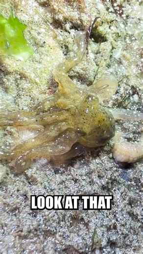 I FOUND THE SMALLEST OCTOPUS #ocean #science #aquarium #marinebiology #food #nature #education
