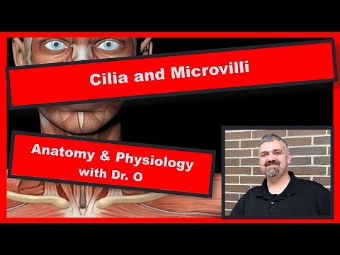 Cilia and Microvilli: Anatomy and Physiology