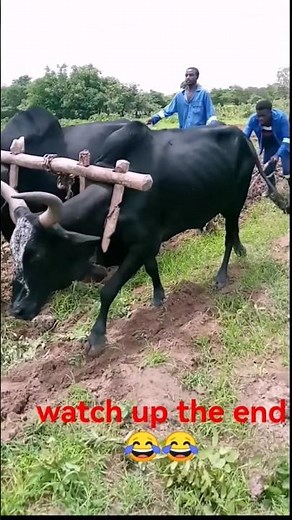 cattle training