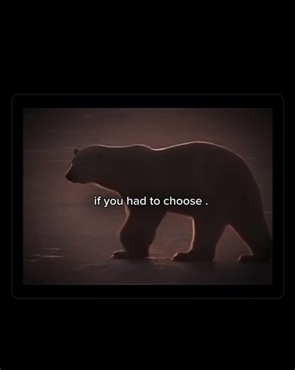 Stop using Ai and save polar bears