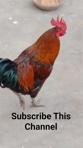 Beautiful Rooster Ready for breakfast #chicken