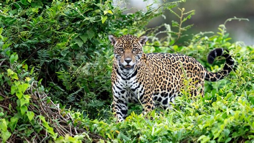 Are These The First Recorded Jaguar Meows? Fascinating New Footage Captures Big Cats Making "Meow-Like" Vocalizations