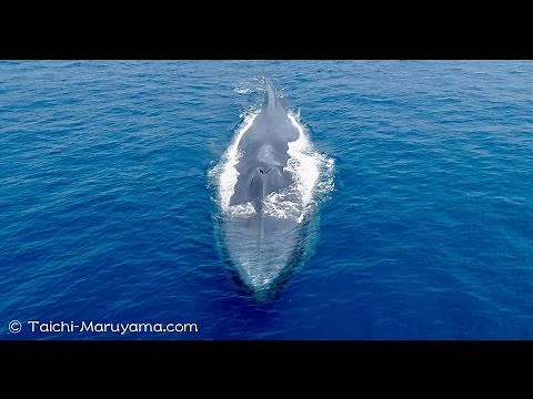 シロナガスクジラのドローン空撮🐳／Blue Whales Drone footage 4K