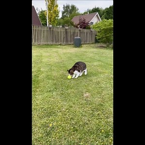 55K views · 9.8K reactions | WATCH UNTIL THE END! 藍藍藍 I bought Monty and Molly a tennis ball yesterday and this was his reaction! Excuse my crazy laugh at the end!  | Monty | Facebook