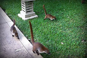 Coati Invasion in the Riviera Maya