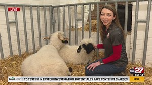 Sheep snuggles debut at the PA Farm Show