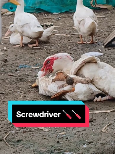 Screwdriver Tricks with Muscovy Ducks