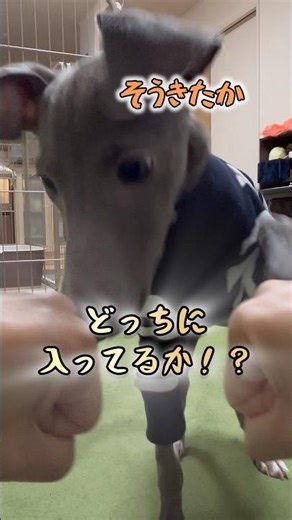 【当てられるか！？】子犬にどっちに入ってるかゲームを試してみたら…
