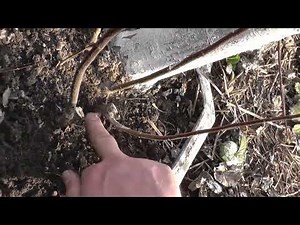 How to Prune Trees Correctly: A Beginner's Guide