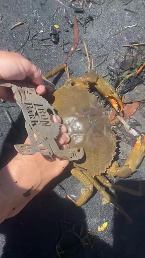Few random clips from today 🦀🤙🏻 #crocodile #helicopter #crab #fishing #australia #fyp