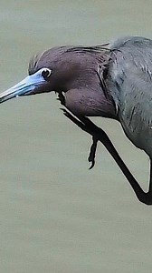 You've heard of great blue, but what about little blue? This wading bird has a comb-like middle toe they use for grooming! #tuesdaytweet #mdcdiscovernature | Missouri Dept. of Conservation