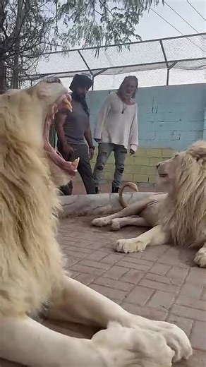 الاسد يشهر قوته